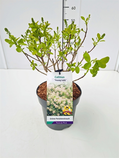 Cotinus Young Lady