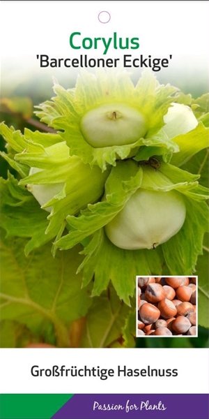 Corylus Maxima Barcelloner Eckige
