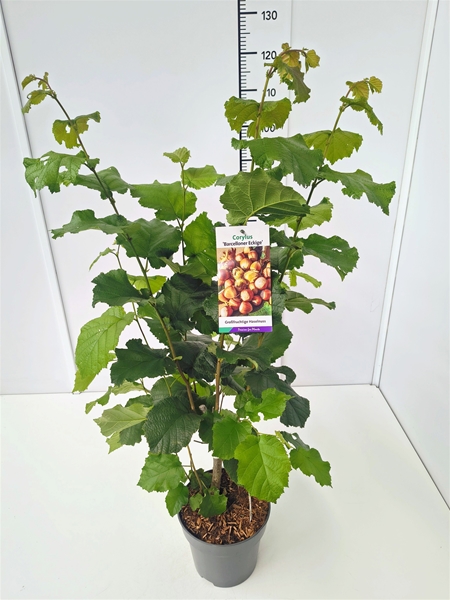 Corylus Maxima Barcelloner Eckige