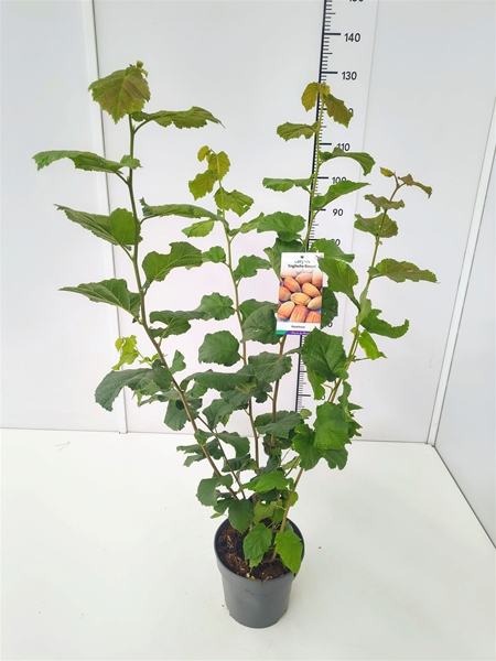 Corylus Maxima Englische Riesennuss
