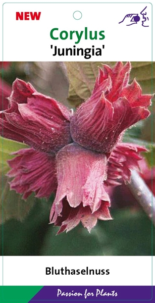 Corylus Maxima Juningia