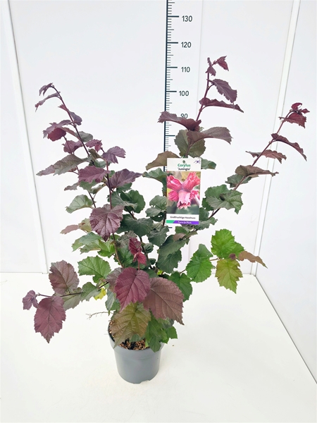 Corylus Maxima Juningia
