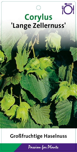 Corylus Maxima Lange Zellernuss