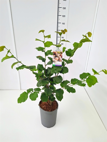 Corylus Maxima Lange Zellernuss