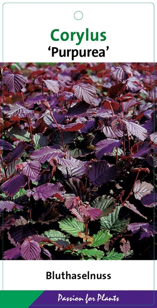 Corylus Maxima Purpurea