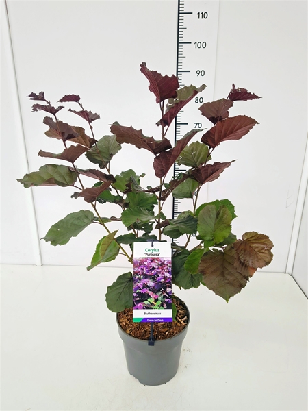 Corylus Maxima Purpurea