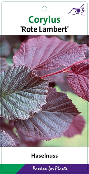 Corylus Maxima Rote Lambert