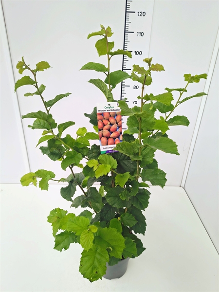 Corylus Maxima Wunder aus Bollweiler