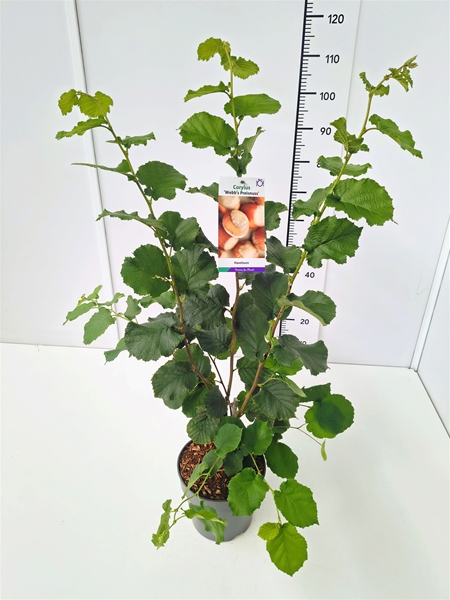 Corylus Maxima Webb's Preisnuss