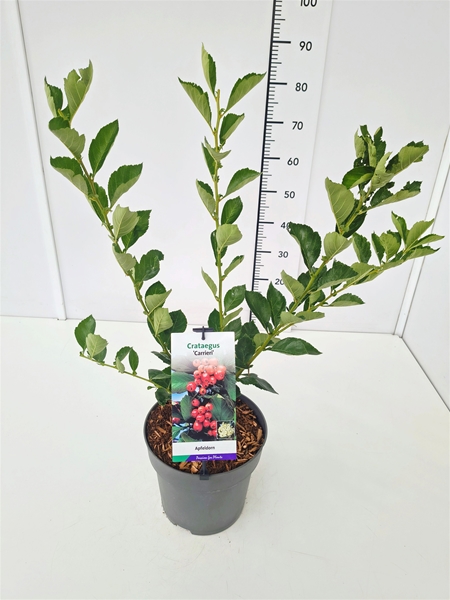 Crataegus Lavallei Carrierei