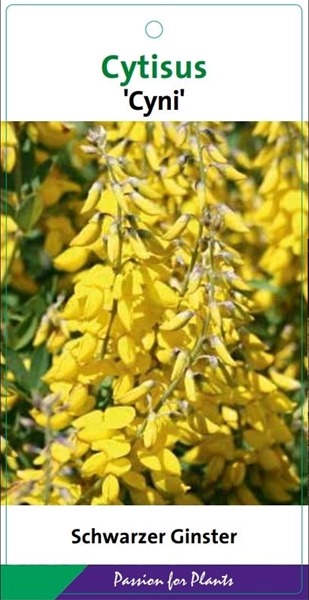 Cytisus Nigricans Cyni