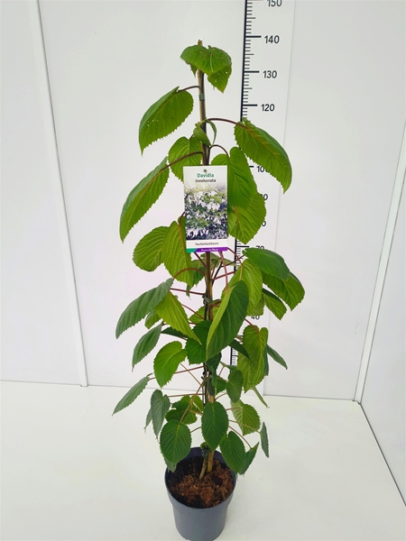 Davidia Involucrata 