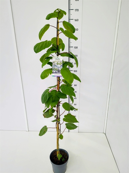 Davidia Involucrata 