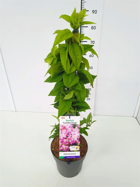 Deutzia Hybrida Tourbilon Rouge