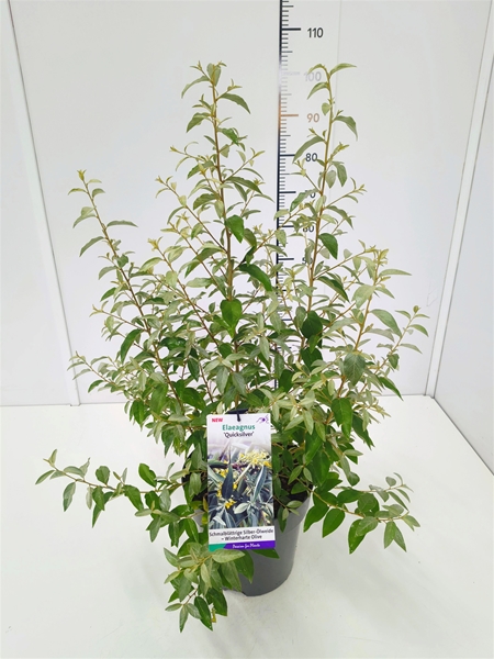 Elaeagnus Quicksilver