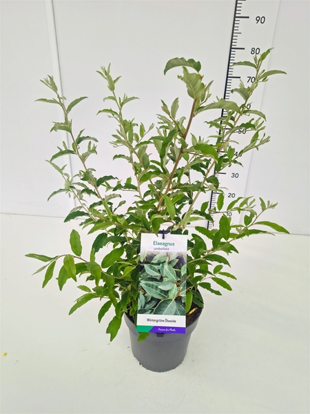 Elaeagnus Umbellata 