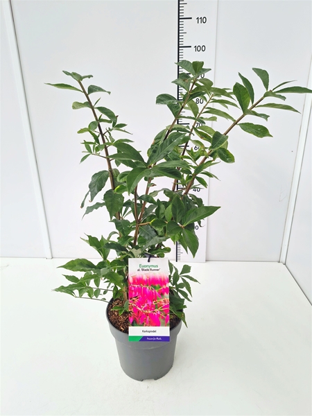 Euonymus Alatus Blade Runner