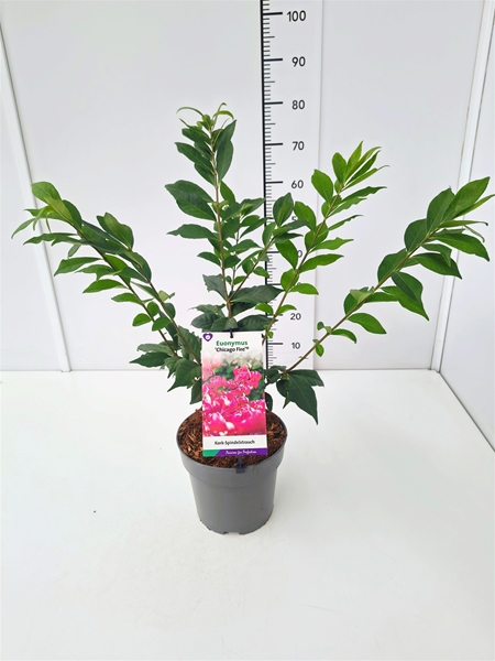 Euonymus Alatus Chicago Fire