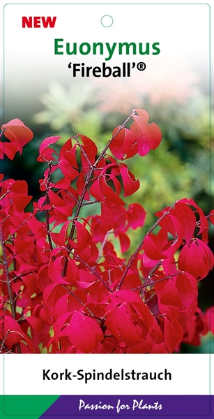 Euonymus Alatus Fireball