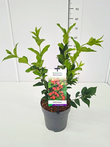 Euonymus Europaeus Red Cascade
