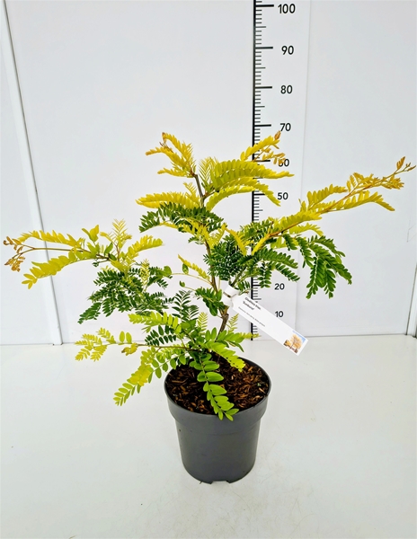 Gleditsia Triacanthos Sunburst