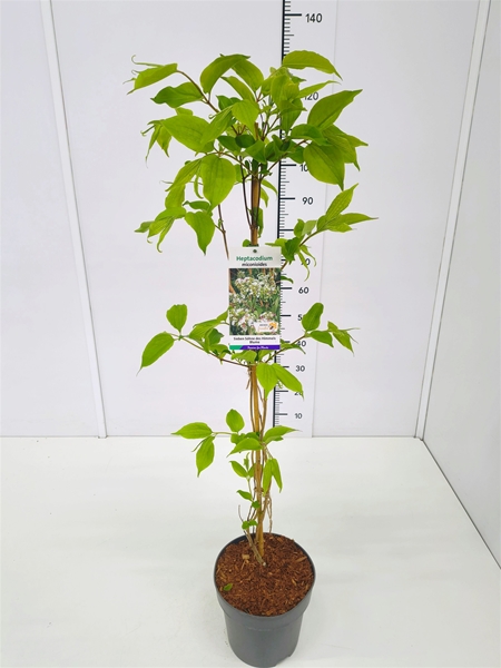 Heptacodium Miconioides