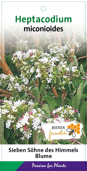 Heptacodium Miconioides 