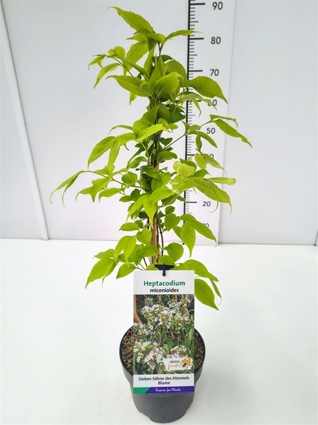 Heptacodium Miconioides 