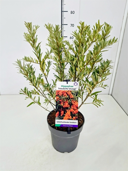 Hippophae Rhamnoides Friesdorfer Orange