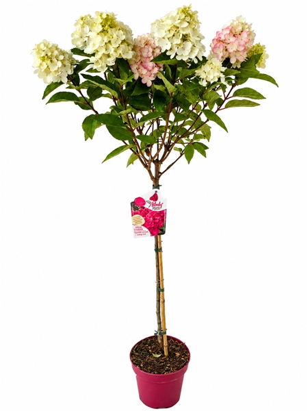 Hydrangea Paniculata Bloody Marie 60 Stam 
