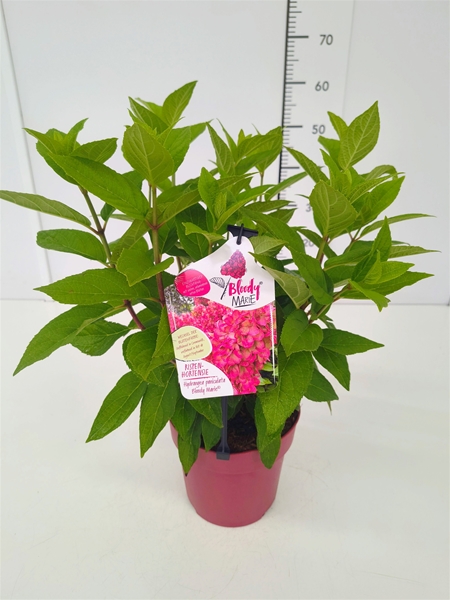 Hydrangea Paniculata Bloody Marie