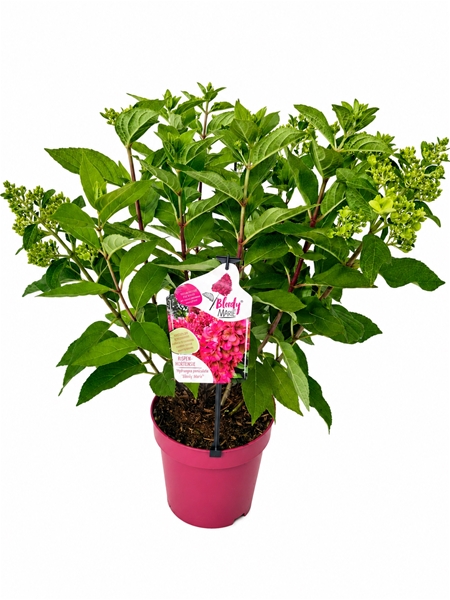 Hydrangea Paniculata Bloody Marie