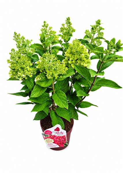 Hydrangea Paniculata Bloody Marie