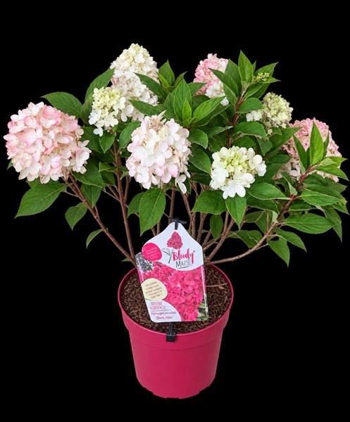 Hydrangea Paniculata Bloody Marie
