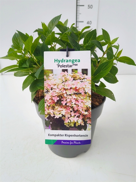 Hydrangea Paniculata Polestar