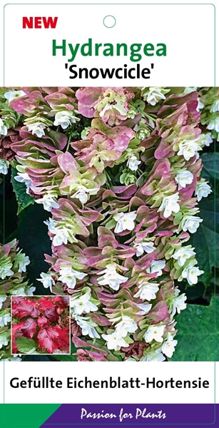Hydrangea Quercifolia Snowcicle