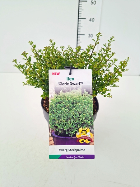 Ilex Crenata Glory Dwarf