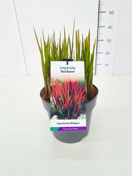 Imperata Cylindruca Red Baron
