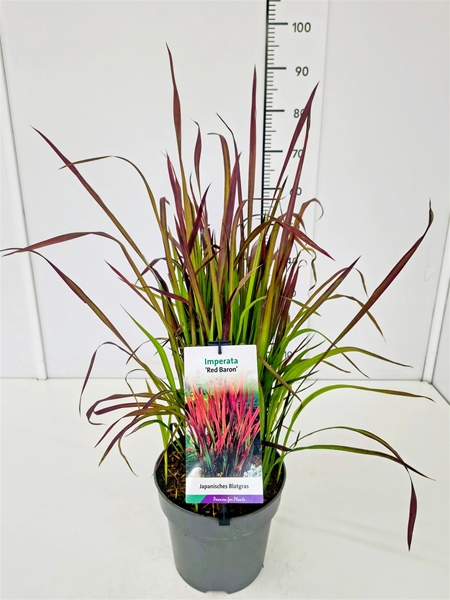 Imperata Cylindruca Red Baron