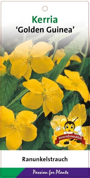 Kerria Japonica Golden Guinea