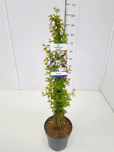 Kolkwitzia amabilis