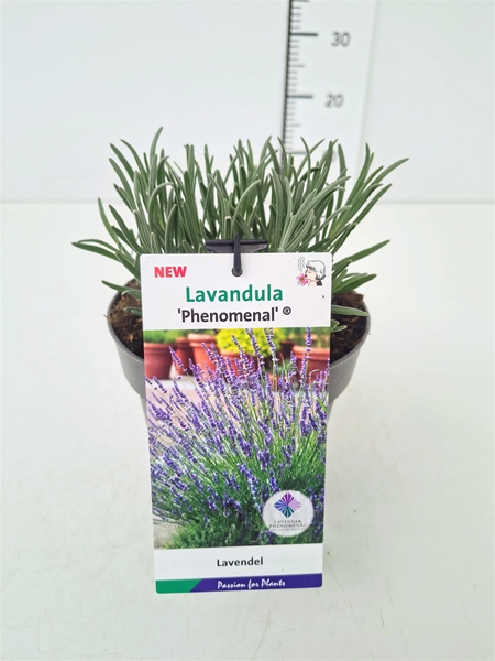 Lavandula Intermedia Phenomenal