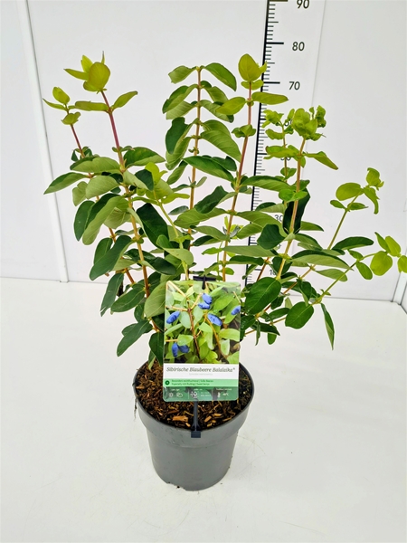 Lonicera Balalaika