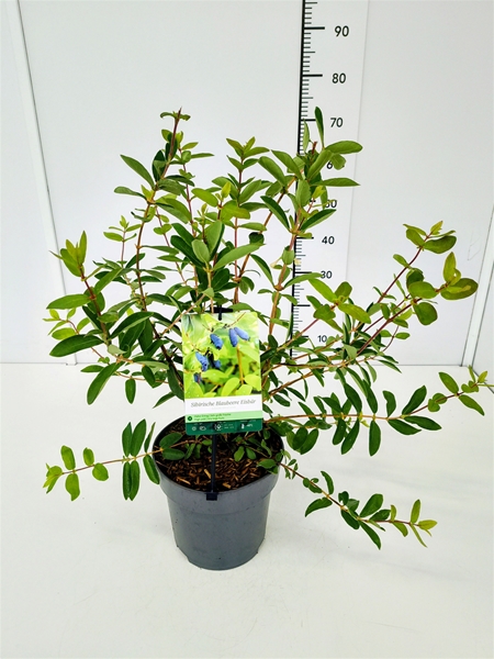 Lonicera kam. 'Eisbär' PBR 40-50C5