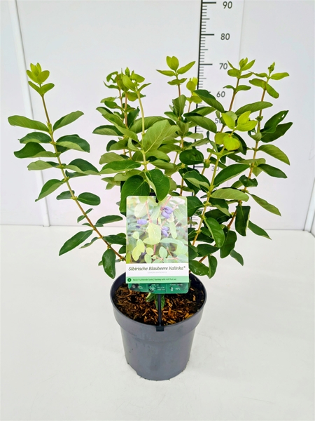 Lonicera Kalinka
