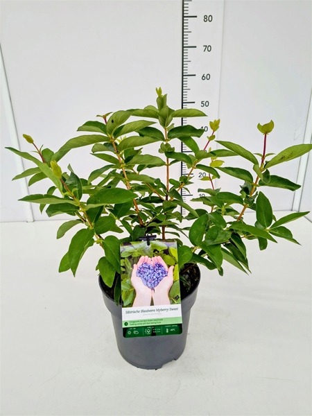 Lonicera Myberry Sweet