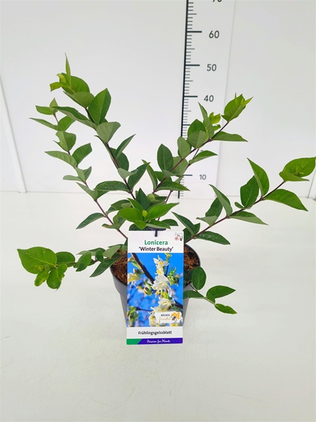 Lonicera Winter Beauty