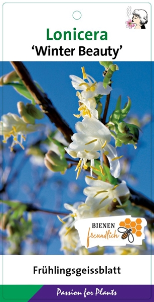 Lonicera Pur Winter Beauty