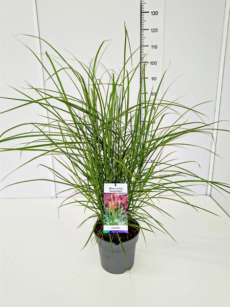 Miscanthus Sinensis Ferner Osten