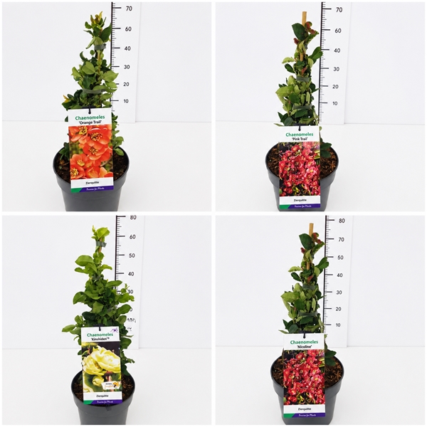 Chaenomeles Mixlage
